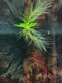Pistia pianta galleggiante acquario 