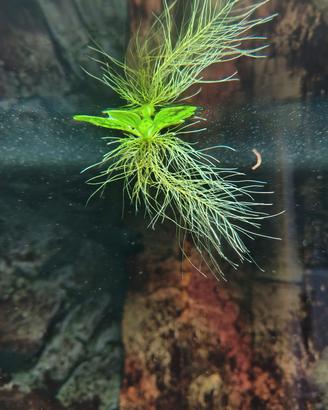 Pistia pianta galleggiante acquario 