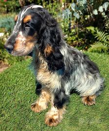 Cocker Spaniel tricolore maschio