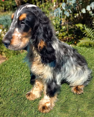 Cocker Spaniel tricolore maschio