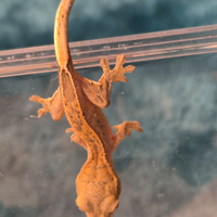 Gechi ciliatus