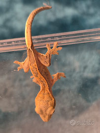Gechi ciliatus