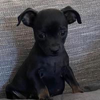 Cane di taglia piccola