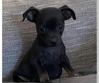 Cane di taglia piccola