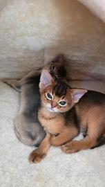 Abissini gattini
