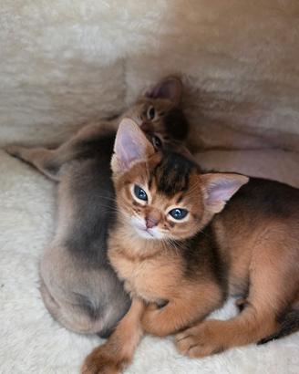 Abissini gattini