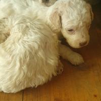 Cane lagotto romagnolo