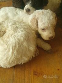 Cane lagotto romagnolo