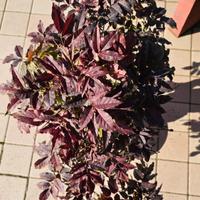 Frassino Yamadori Bonsai 