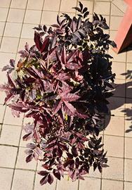 Frassino Yamadori Bonsai 