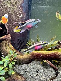 Pesci pelvicachromis