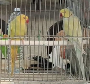 Coppia collari mutati