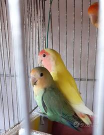 Pappagalli inseparabili