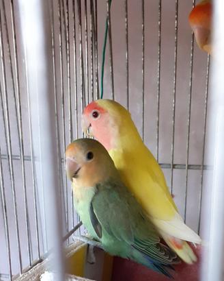 Pappagalli inseparabili