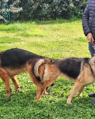 Cuccioli di Pastore Tedesco alta genealogia