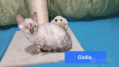 Gatto Bengala Snow Lynx Maschio