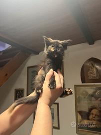 Cucciola Norvegese delle foreste