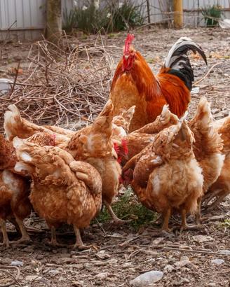 Galline ovaiole polli gallina avicoli da uova