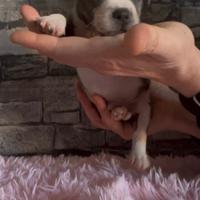 Staffordshire bull terrier