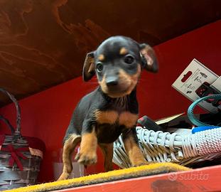 Cucciolini di pinscher