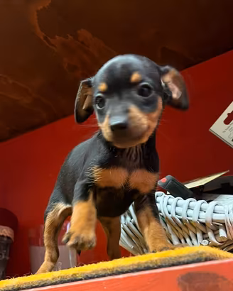 Cucciolini di pinscher