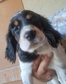 Setter inglese tricolore