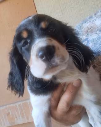 Setter inglese tricolore