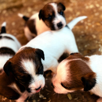 Cuccioli di Jack Russell