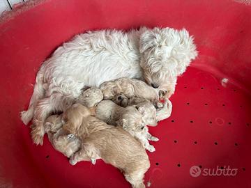 Cuccioli MALTIPOO TOY