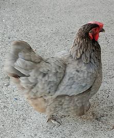 galline 