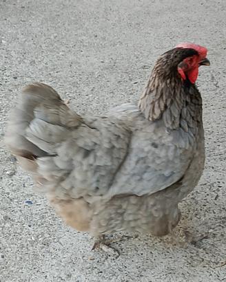 galline 