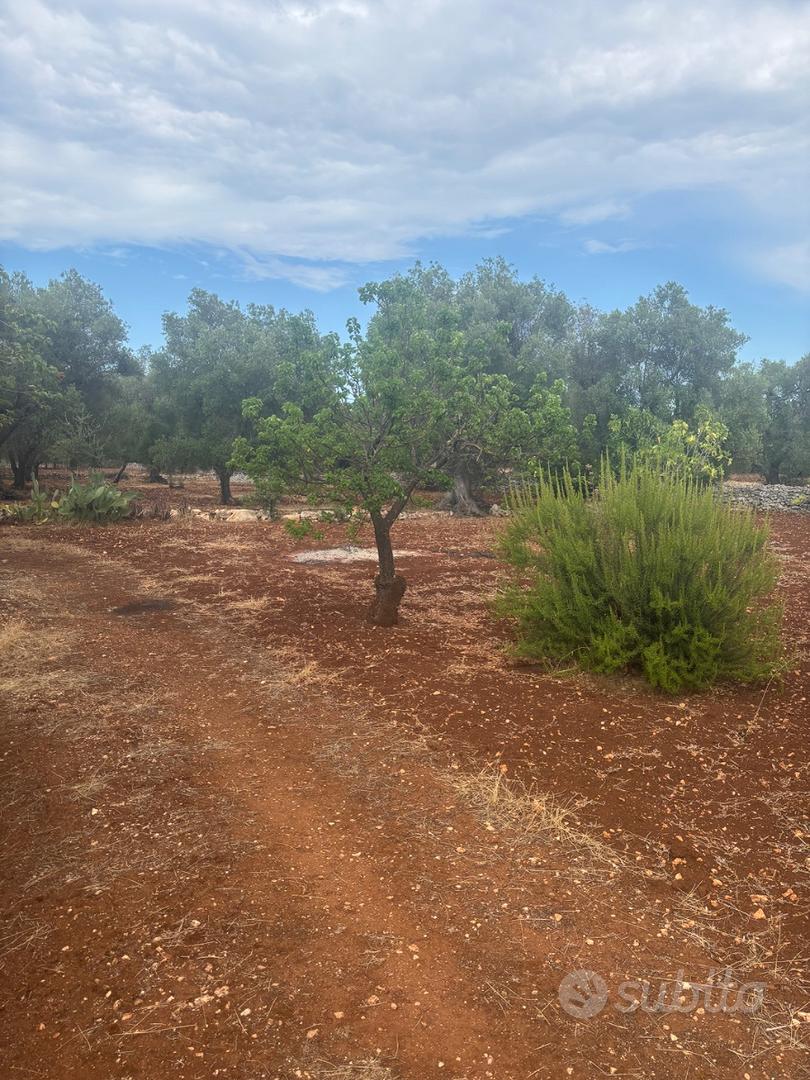 Trullo da restaurare - Vista 4
