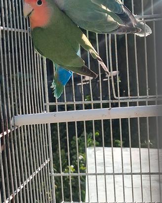 coppia inseparabili 