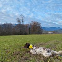 Setter inglese da caccia