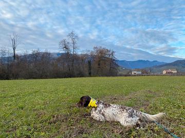 Setter inglese da caccia