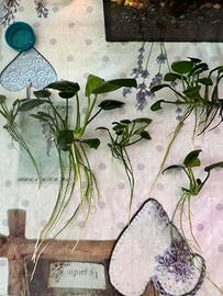 5 piante grandi anubias, talee di pianta di 10 ann