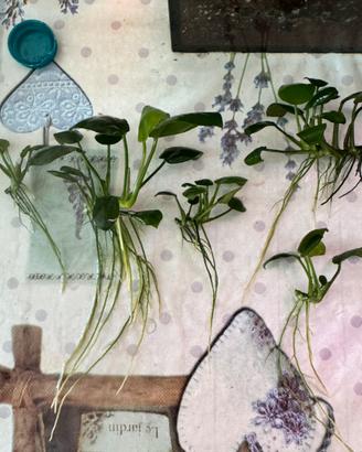 5 piante grandi anubias, talee di pianta di 10 ann