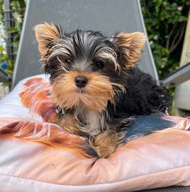 Cucciolo yorkshire terrier maschietto