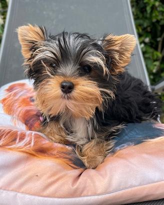 Cucciolo yorkshire terrier maschietto
