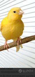 Canarino giallo che canta