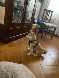 Shiba inu