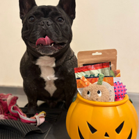 Bulldog francese con pedigree per montaa