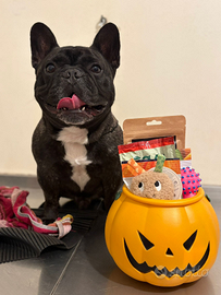 Bulldog francese con pedigree per montaa