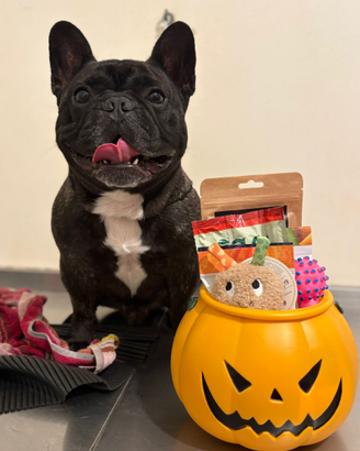 Bulldog francese con pedigree per montaa