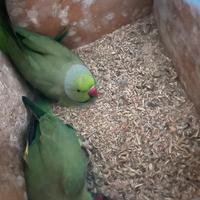 Parochetti del collare