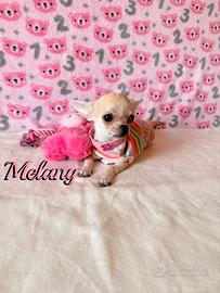 Chihuahua femmina con pedigree enci