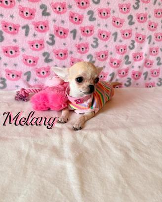 Chihuahua femmina con pedigree enci