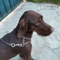 Cucciola femmina kurzaar