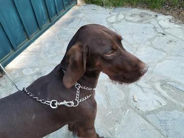 Cucciola femmina kurzaar