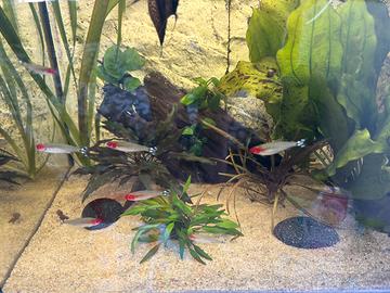 8 Petitelle Georgiae pesci d'acquario